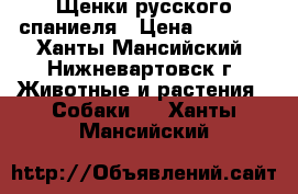 Щенки русского спаниеля › Цена ­ 1 000 - Ханты-Мансийский, Нижневартовск г. Животные и растения » Собаки   . Ханты-Мансийский